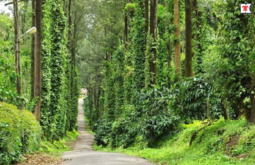 Coorg Green Therapy Resort