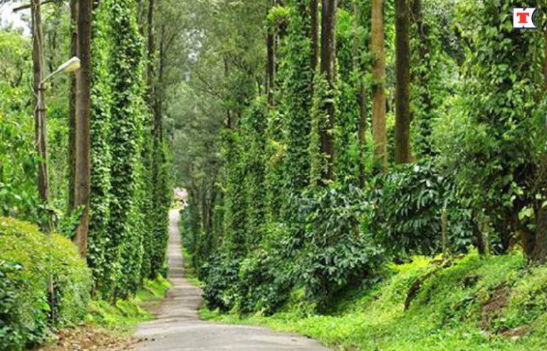 Read more about the article Coorg Green Therapy Resort